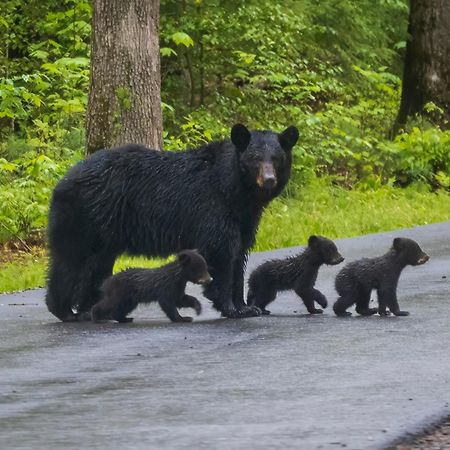 A Great Escape - Get 1089 Of Free Area Attraction Tickets For Each Paid Day, Dollywood And More! Pigeon Forge Exterior foto